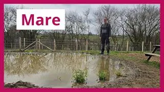 Miniature : Créer une mare naturelle : étapes + plantes aquatiques pour attirer la biodiversité