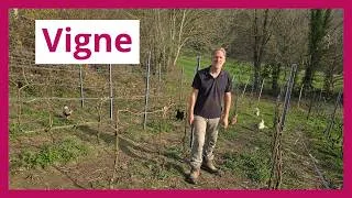 Miniature : La vigne : taille, maladies et variétés | Les conseils de Vincent (Micro-ferme Queue de Pelle)