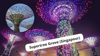 Miniature : Splendeurs Verticales : Découvrir le Supertree Grove de Singapour