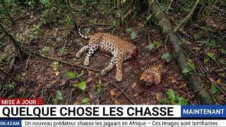 Miniature : Un Nouveau Prédateur Traque les Jaguars en Amazonie — Les Images Sont Terrifiantes