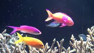 Miniature : [Bdab] Aquariums du Musée Océanographique de Monaco Eté 2010