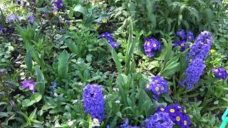 Miniature : [VDab] Maison jardin de Claude Monet à Giverny Avril 2025