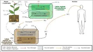 Miniature : Réactions métaboliques et flux de matière et d'énergie