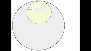 Miniature : Des mécanismes internes de la régulation de l'expression des gènes