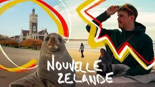 Miniature : Nager avec des dauphins - Notre road trip en Nouvelle-Zélande 🇳🇿