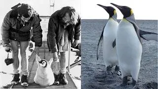 Miniature : Au cœur des Terres Australes et Antarctiques Françaises