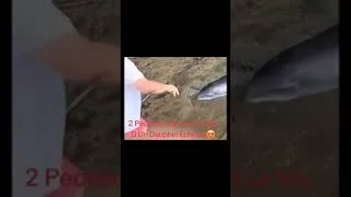 Miniature : Sauvetage D'Un Dauphin Échoué