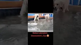 Miniature : Chiots Labrador Découvrent L'eau