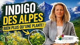 Miniature : Mediplant : de la plante médicinale alpine au pigment naturel une filière complète