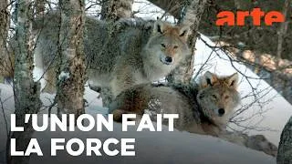 Miniature : Tous ensemble ! | Le langage des animaux | ARTE Évasion