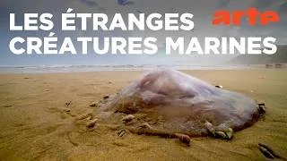 Miniature : Coquillages, les écrins de l'océan | ARTE Évasion
