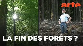 Miniature : Les coupes rases dans les forêts françaises font débat | Actus | ARTE Info