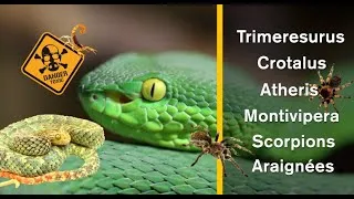 Miniature : Visite chez un passionné de serpents venimeux (+ arachnides)