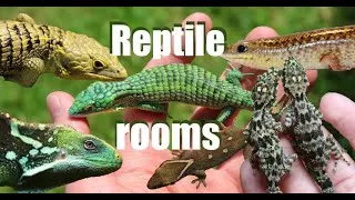 Miniature : REPTILE ROOMS TOUR 2020