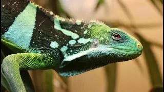 Miniature : mes Brachylophus - vous avez les bases