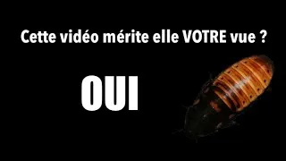 Miniature : les blattes EN GROS