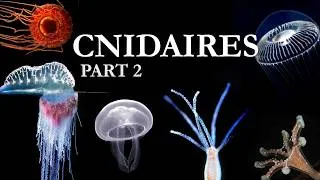 Miniature : Les Cnidaires : une vie mouvementée – Méduses (Zoologie)