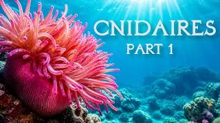 Miniature : Les Cnidaires : une vie ancrée – Coraux & Anémones (Zoologie)