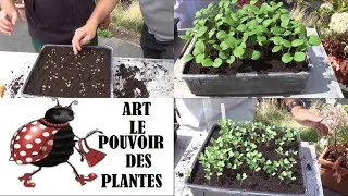 Miniature : "Semis de Lunaire et Choux Ornementaux : Astuces pour Réussir ces Plantes Bisannuelles"