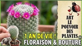 Miniature : Comment faire fleurir et bouturer son Mammillaria grasseriana? (Tuto 1 An)