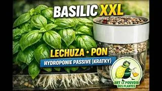 Miniature : Basilic XXL en Pot Lechuza + PON | Hydroponie Passive (Kratky) | Méthode Pro. (indoor growing)