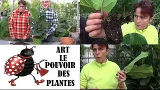 Miniature : "Astuces jardinage : Comment entretenir et bouturer un Ficus lyrata ?"