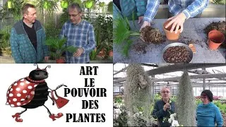 Miniature : "Entretien et arrosage : Palmier Livistona & Tillandsia usneoides"