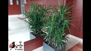 Miniature : jardinage : Rhapis excelsa (Palmier bambou) – Arrosage et entretien 🌿 Plante d'intérieur parfaite !