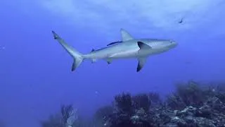 Miniature : EPAVES ET REQUINS A SAINT MARTIN