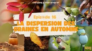 Miniature : Episode 16 - La dispersion des graines en automne