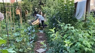 Miniature : RECETTE,RÉCOLTE ,TOUR DE POTAGER EN AOÛT