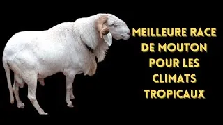 Miniature : Mouton Djallonké : Le trésor Caché de l’élevage durable en Afrique !