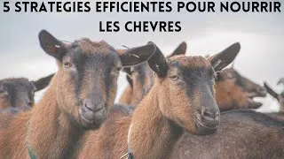 Miniature : Top 5 stratégies efficientes pour nourrir les chèvres