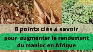 Miniature : Comment augmenter le rendement de la culture du manioc en Afrique