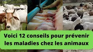 Miniature : 12 conseils clés pour prévenir les maladies infectieuses chez les animaux