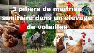Miniature : 3 points essentiels pour assurer la santé des volailles (poules, pindates, canards, dindons...)