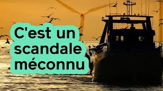 Miniature : Vous financez la destruction des animaux marins sans le savoir