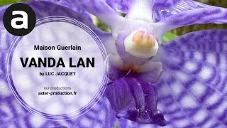 Miniature : VAN LANDA, the orchid of ten thousand generations