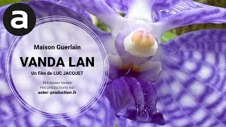 Miniature : VANDA LAN - Maison Guerlain