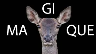 Miniature : Regard de Biche : un instant magique 😍
