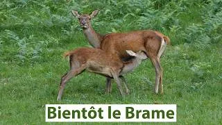 Miniature : Avant le brame du Cerf dans les Pyrénées 🦌🦌🦌