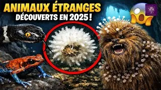 Miniature : Ces 10 Animaux ÉTRANGES Découverts en 2025 Vont Vous Choquer