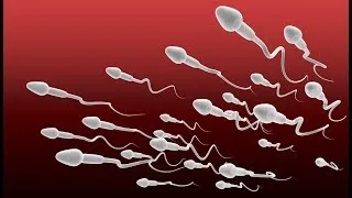 Miniature : Traitement naturel d’azoospermie/(qualité et quantité)How To Increase Sperm Count Fast&Naturally