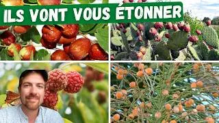 Miniature : 🍋Les fruitiers du futur : que planter pour un climat qui change ?