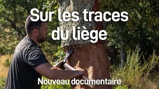 Miniature : Sur les traces du liège - Bande annonce