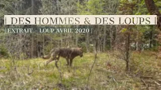 Miniature : LOUP FRANCE 2020 | (Extrait série-documentaire Des Hommes & Des Loups) |