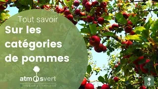 Miniature : Tout savoir sur les catégories de pommes et pommiers