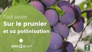 Miniature : Tout savoir sur le prunier et sa pollinisation