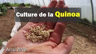 Miniature : Culture de la quinoa, de la graine à l'assiette
