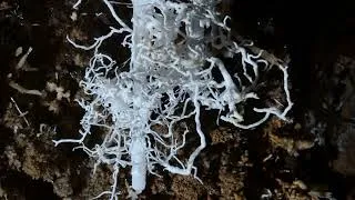 Miniature : Vidéo retro belle grotte